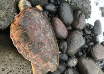 https://www.lasicilia.it/news/messina/394630/caretta-caretta-trovata-morta-a-stromboli-soffocata-da-un-amo.html
