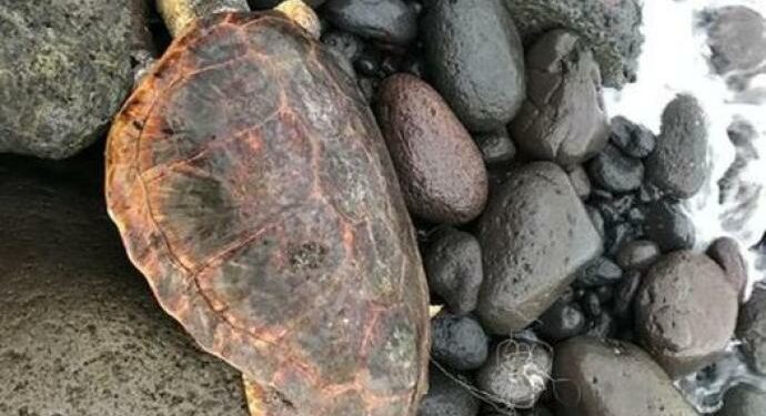 https://www.lasicilia.it/news/messina/394630/caretta-caretta-trovata-morta-a-stromboli-soffocata-da-un-amo.html