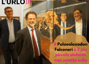 Palaeoloxodon falconeri