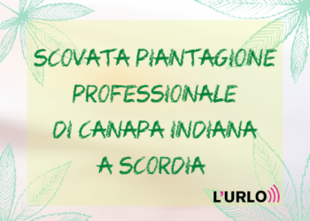 Piantagione di erba a Scordia