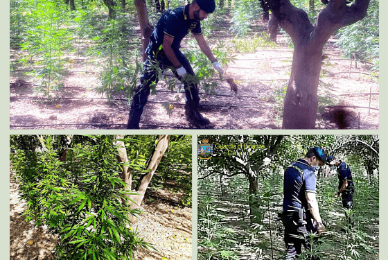 urlo - piantagione misterbianco