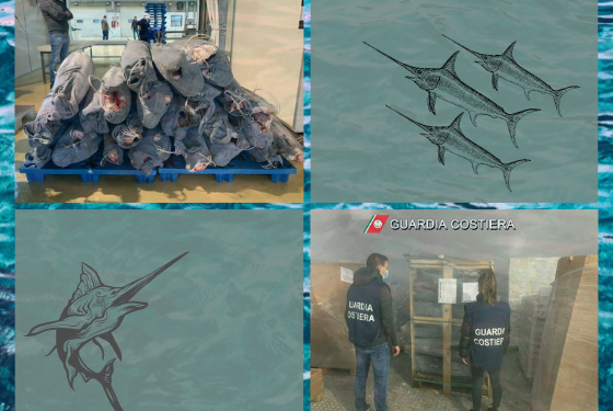 100 kg di pesce spada sequestrato - urlo