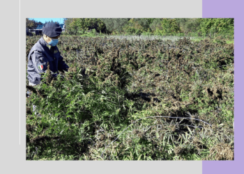 piantagione Calatabiano,260 kg di canapa- urlo (1)