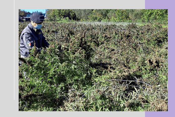 piantagione Calatabiano,260 kg di canapa- urlo (1)