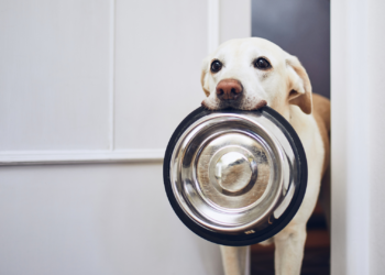 L’importanza di una sana alimentazione per il benessere del proprio amico a quattro zampe