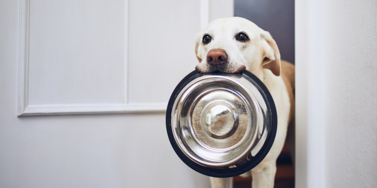 L’importanza di una sana alimentazione per il benessere del proprio amico a quattro zampe