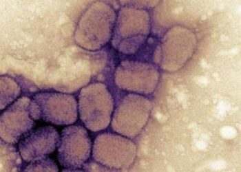 Il vaiolo delle scimmie. In Italia quanto è pericoloso?