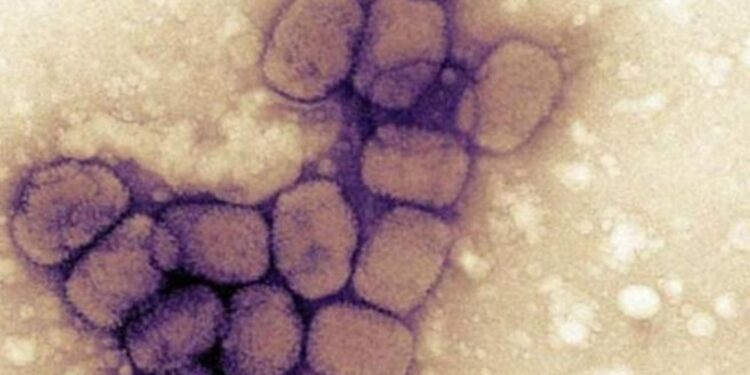 Il vaiolo delle scimmie. In Italia quanto è pericoloso?