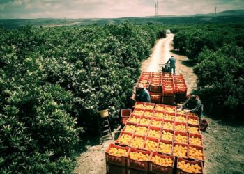 Catania: presidio Sifus per sblocco disoccupazioni agricole