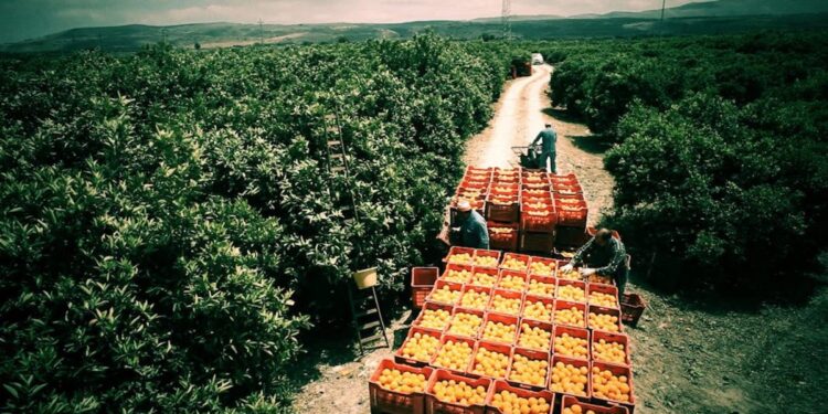 Catania: presidio Sifus per sblocco disoccupazioni agricole