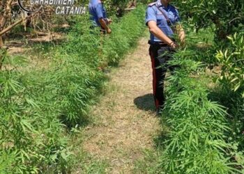Scoperta nel catanese piantagione di 947 arbusti marijuana
