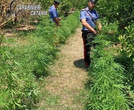 Scoperta nel catanese piantagione di 947 arbusti marijuana