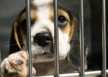 Catania: denunciata una 47enne per maltrattamenti di animali