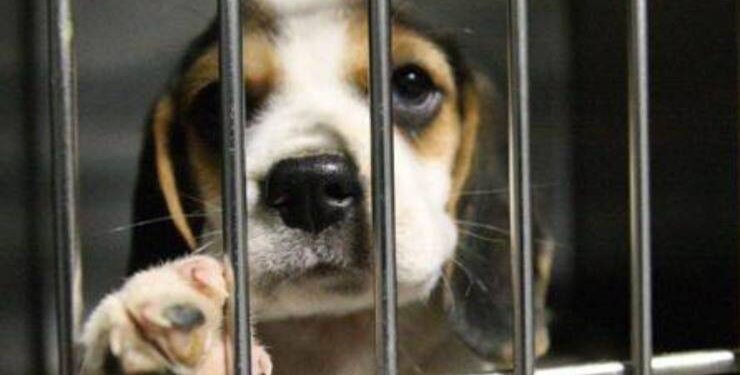 Catania: denunciata una 47enne per maltrattamenti di animali