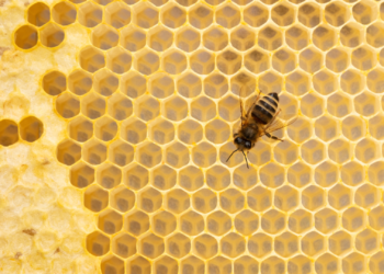Caldo e siccità stremano le api e crolla la produzione del miele