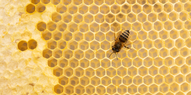 Caldo e siccità stremano le api e crolla la produzione del miele