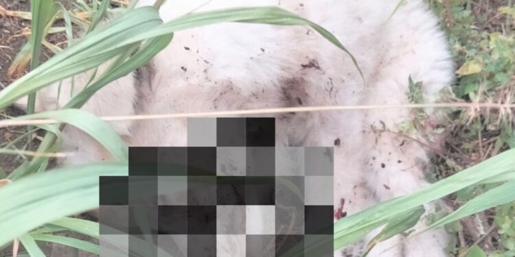 Ucciso a bastonate un cucciolo nel catanese. E’ stato un 77enne di Aci Platani