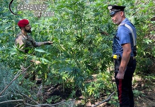 Coltivava cannabis nel terreno del nonno defunto. Arrestato 64enne di Bronte
