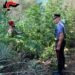Coltivava cannabis nel terreno del nonno defunto. Arrestato 64enne di Bronte