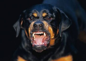 Rischia di perdere l’orecchio staccato dal morso di un cane aizzato dal padrone