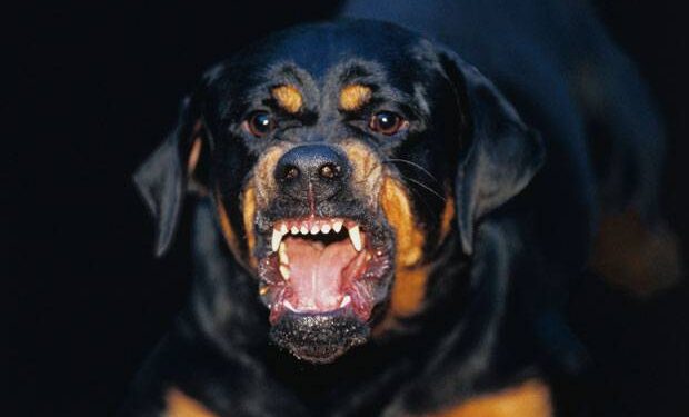 Rischia di perdere l’orecchio staccato dal morso di un cane aizzato dal padrone