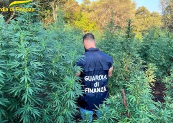 Scoperte 3 piantagioni di marijuana con oltre 1.500 piantine