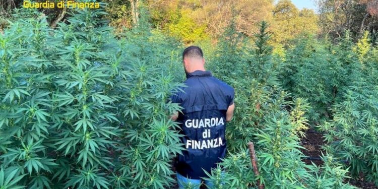 Scoperte 3 piantagioni di marijuana con oltre 1.500 piantine