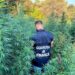 Scoperte 3 piantagioni di marijuana con oltre 1.500 piantine