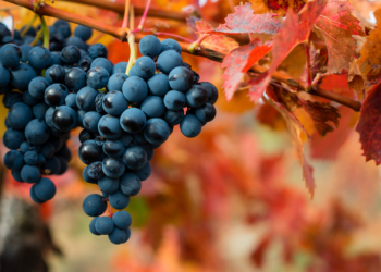 Le festività pagane di settembre: il 2 settembre si celebra la vigna