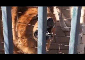 Picchia il suo chow chow che lo azzanna: 35enne grave