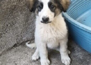 Avvelenati quattro cuccioli di cane ad Acireale