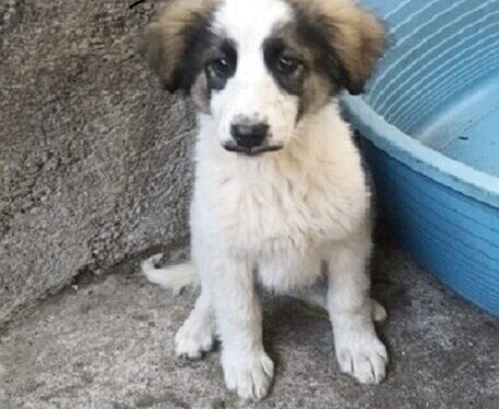 Avvelenati quattro cuccioli di cane ad Acireale