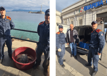 Salvata tartaruga “Caretta Caretta”.