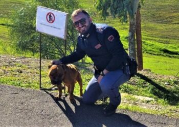 Cucciolo di Pitbull salvato dalla polizia