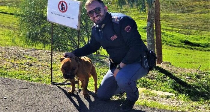 Cucciolo di pitbull salvato dalla polizia