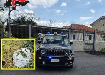 Rubano 30 kg di avocado del valore di 500 euro: due arresti nel catenese