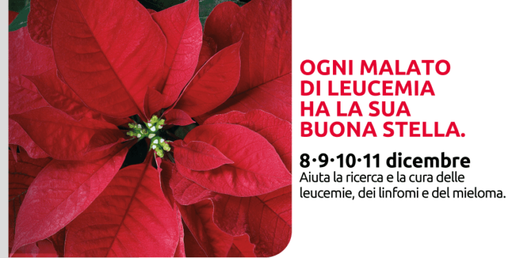 Stelle di Natale per la ricerca