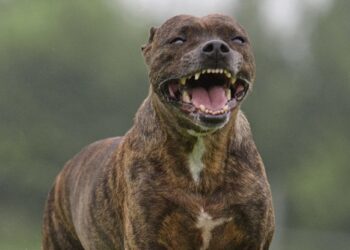 Un bambino di 4 anni aggredito al volto da un pitbull 