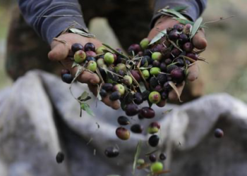 L’olio extravergine d’oliva fa bene alla salute: lo dice uno studio dell’Università