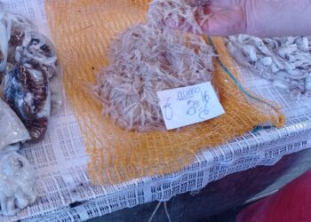 Pesca illegale: la vendita di neonata distrugge mare e biodiversità