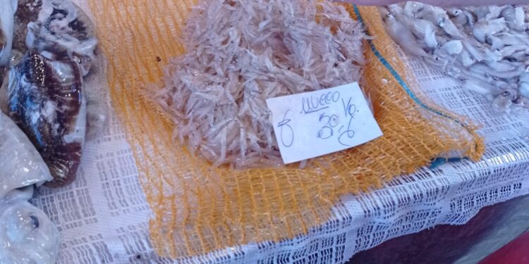 Pesca illegale: la vendita di neonata distrugge mare e biodiversità