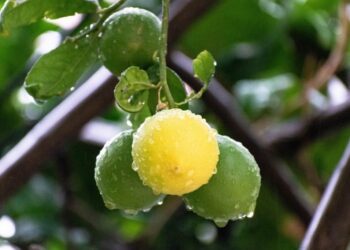 “Limone dell’Etna”: realizzato documentario