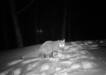 “Fabula” la video installazione di Ivan Terranova tra suggestione ed ombre