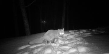 “Fabula” la video installazione di Ivan Terranova tra suggestione ed ombre