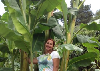 A Palermo il bananeto più grande d’Italia