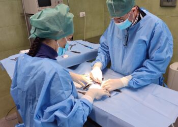 Ripresa sterilizzazione gratuita dei cani e dei gatti all’Asp di Catania