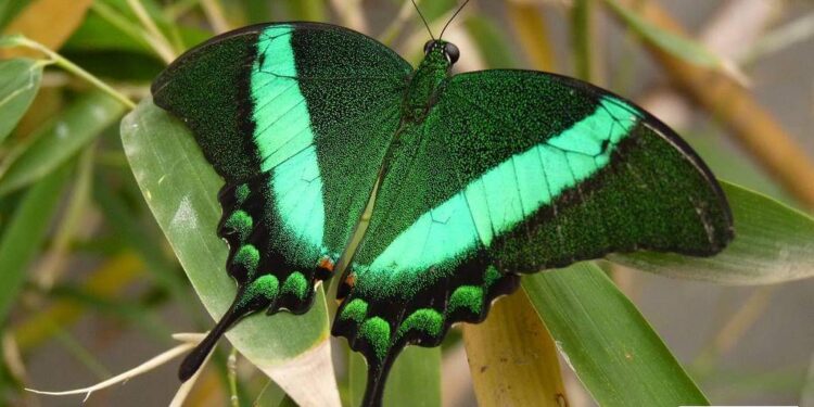 “La Casa delle Farfalle” di Viagrande: un luogo magico da visitare
