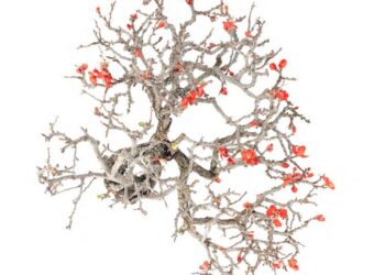 “La bellezza mostruosa degli alberi”: al via la mostra gratuita all’Orto Botanico di Catania