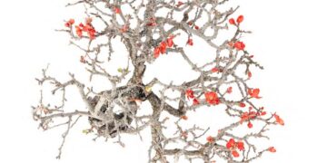 “La bellezza mostruosa degli alberi”: al via la mostra gratuita all’Orto Botanico di Catania