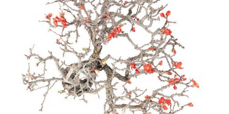 “La bellezza mostruosa degli alberi”: al via la mostra gratuita all’Orto Botanico di Catania